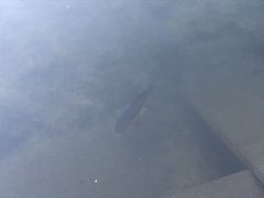 Cyprinus carpio