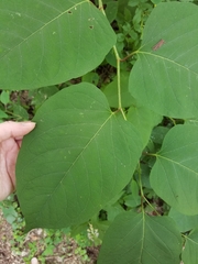 Reynoutria × bohemica