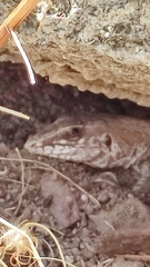 Aspidoscelis maximus