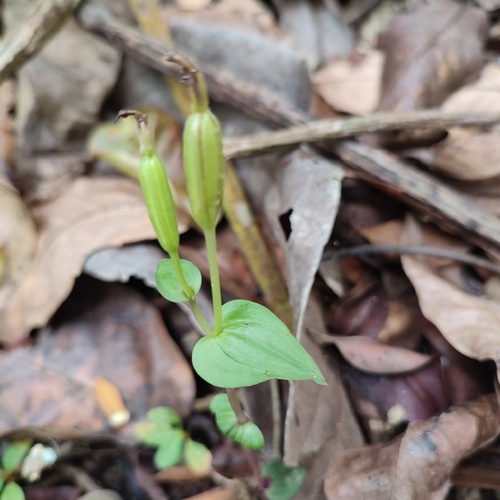 Image of Triphora surinamensis by no rights reserved