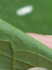 Reynoutria × bohemica