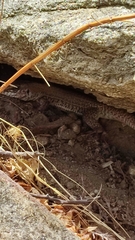 Aspidoscelis maximus