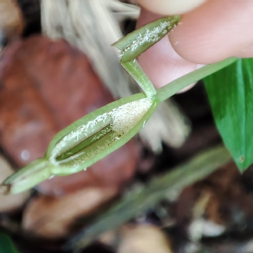 Image of Triphora surinamensis by no rights reserved