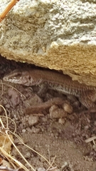 Aspidoscelis maximus