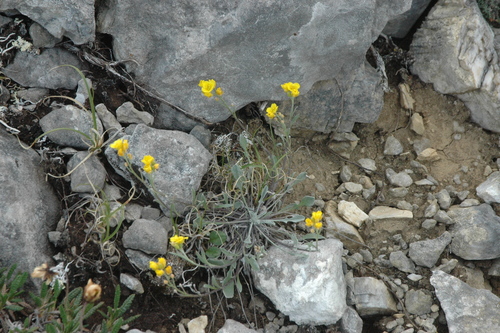 Image of Physaria calderi by (c) Syd Cannings, some rights reserved (CC BY)