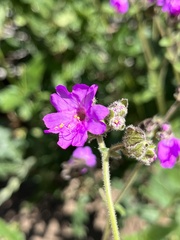 Mirabilis oxybaphoides