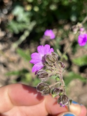 Mirabilis oxybaphoides