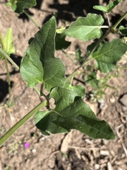 Mirabilis oxybaphoides