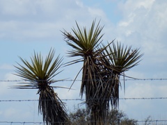 Yucca treculiana