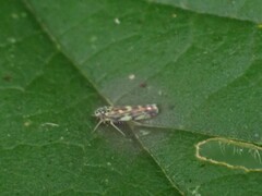 Eupteryx urticae