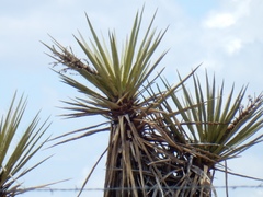 Yucca treculiana