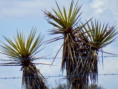 Yucca treculiana