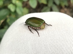 Anomala albopilosa albopilosa