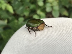 Anomala albopilosa albopilosa