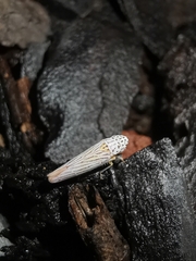 Graphocephala aurora