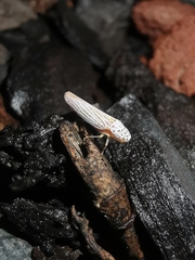 Graphocephala aurora