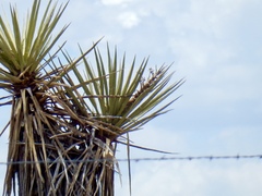 Yucca treculiana
