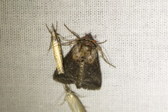Abrostola asclepiadis