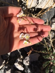 Chylismia claviformis integrior