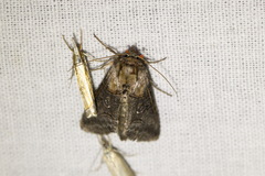 Abrostola asclepiadis