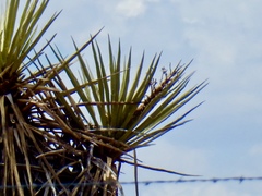 Yucca treculiana