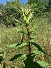 Lysimachia thyrsiflora
