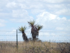 Yucca treculiana