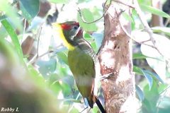 Picus chlorolophus