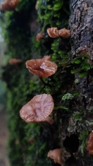 Micromphale arbuticola