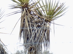 Yucca treculiana