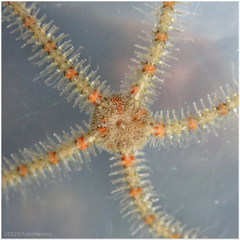 Ophiothrix spiculata image