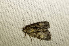 Acronicta strigosa