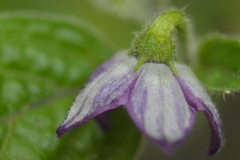 Capsicum pubescens