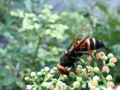 Vespa ducalis pulchra