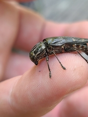 Buprestis consularis