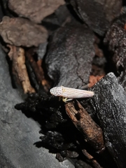 Graphocephala aurora