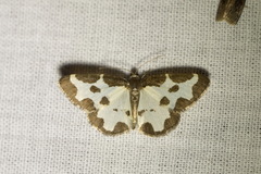 Lomaspilis