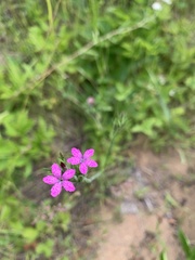 Dianthus armeria