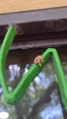 Guioperus trifasciatus
