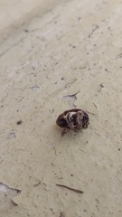 Guioperus trifasciatus