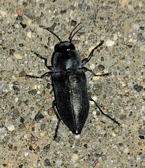 Melanophila