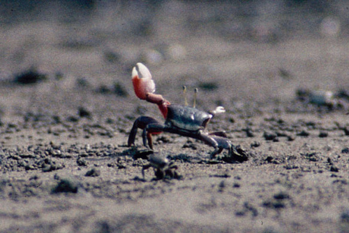 American Narrow-fronted and East Atlantic Fiddler Crabs