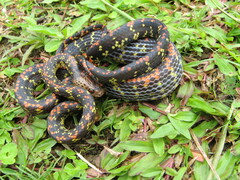 Siphlophis cervinus