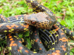 Siphlophis cervinus