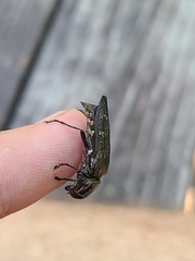 Buprestis consularis