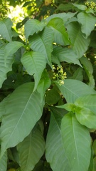 Palicourea pubescens