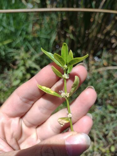 Alternanthera sessilis observed 2022-07-08