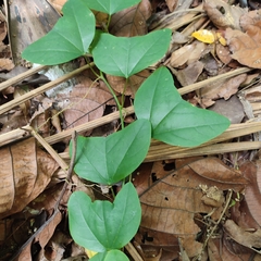 Passiflora andersonii