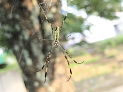 Trichonephila clavata
