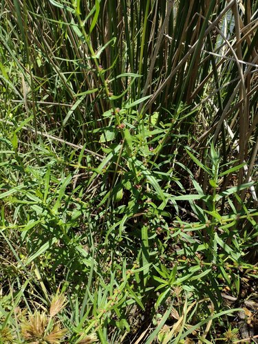 Ammannia coccinea observed 2022-07-08